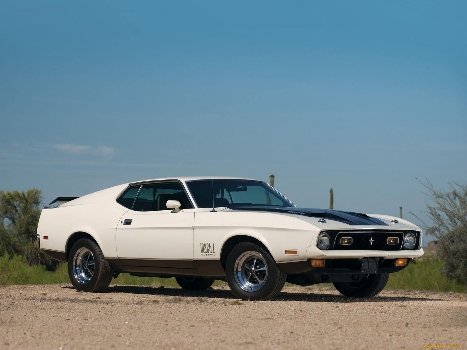 , mustang